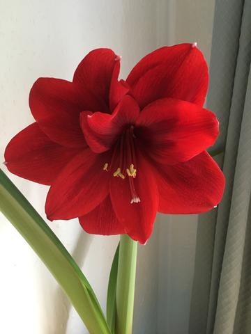 scarlet flowered hippeastrum (commonly known as amaryllis)