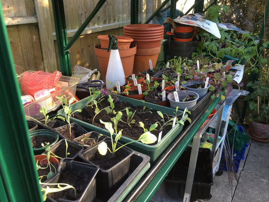 various seedlings in pots in unheated (cold) greenhouse