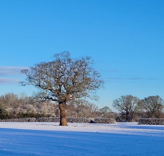 snow covered field, blue sky and barren tree January 2026