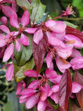 Pink blossom at start of May