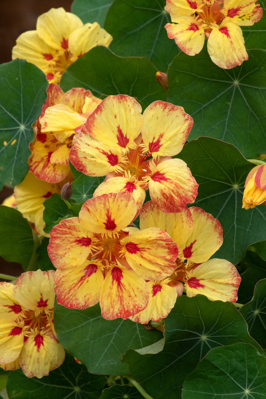 nasturtium peach melba