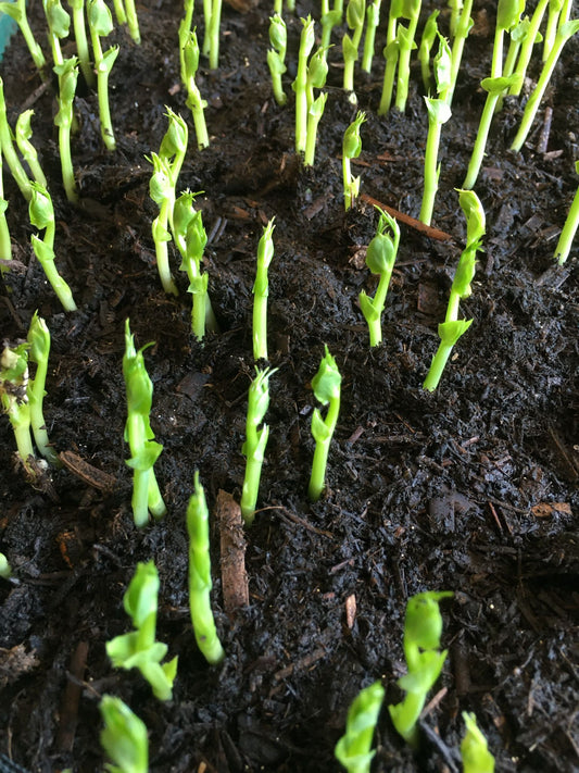 Bright green rows of newly germinated peas from an indoor sowing