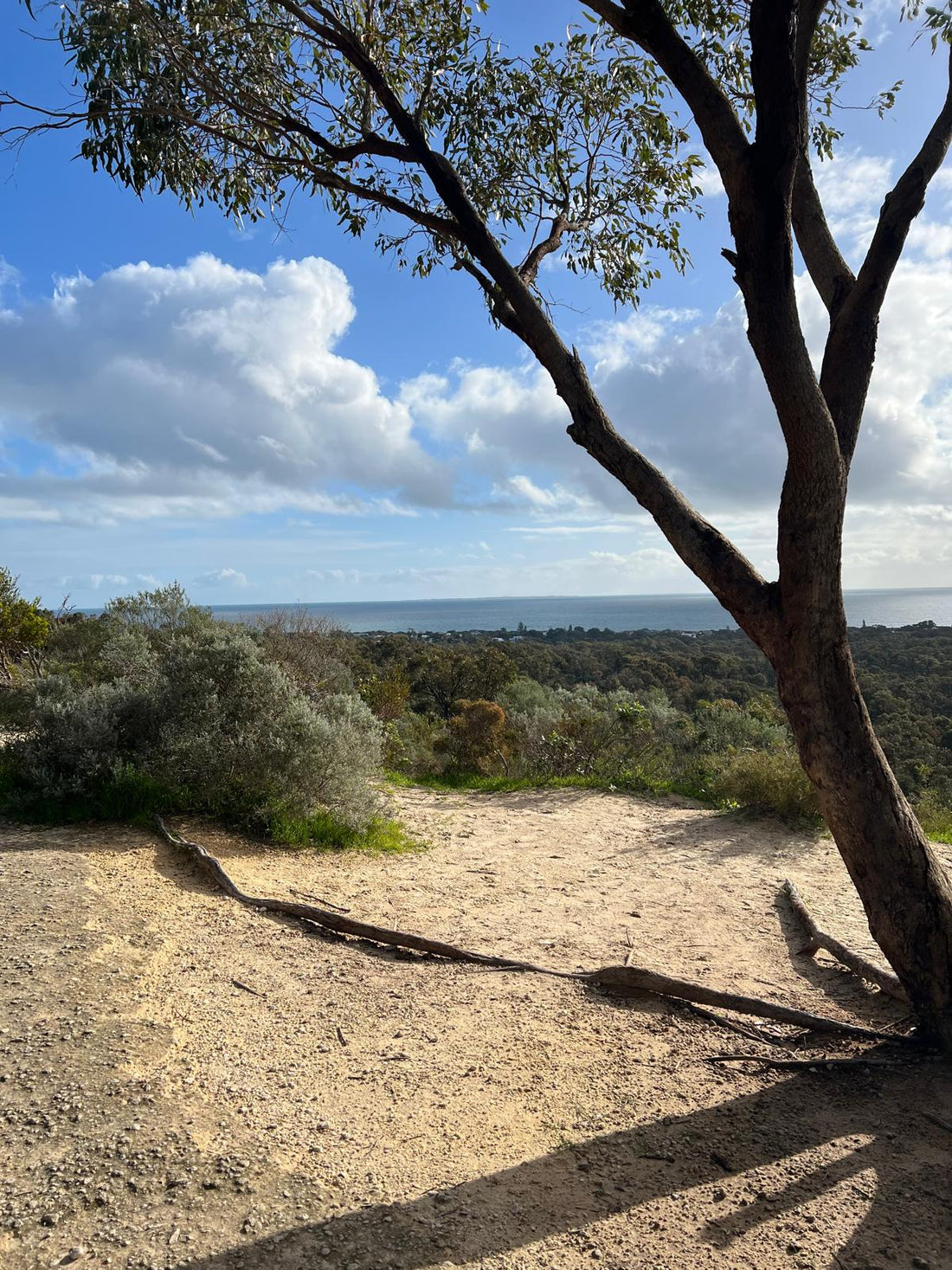 View to the distant Indian Ocean from the bush land habitat of Bold Park Perth Australia with gum tree