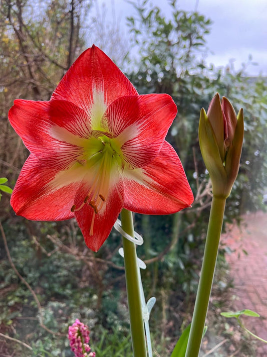 Light red and white Amaryllis in flower with a second flower stalk coming into bloom