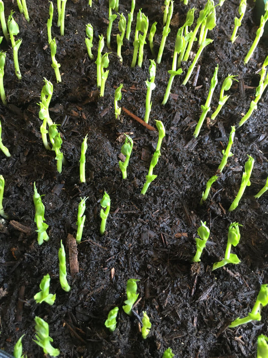 Pea sprouts in compost about 8 cm tall possibly learning to socially distance