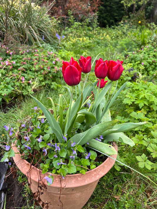 Red tulips reflowering in a pot with blue violas showing a moveable highlight and use of reflowering bulbs.