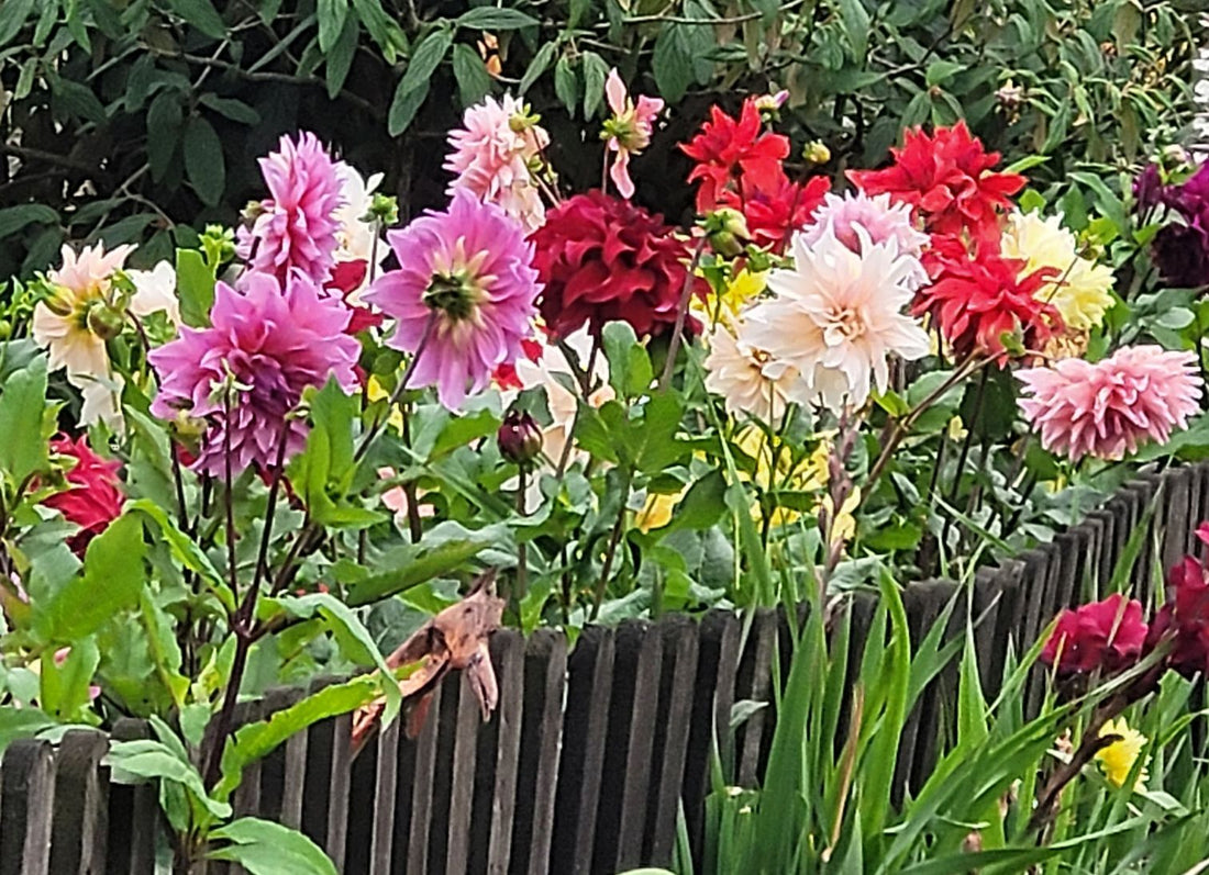 Our Favourite Dahlias Grown From Seed