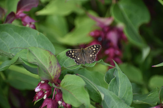 Speckled wood butterfly with open wings on green and purple background