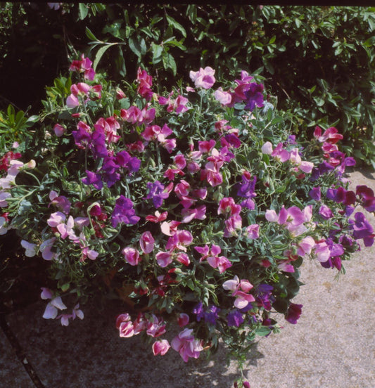 sweet pea cupid, semi-trailing for hanging baskets