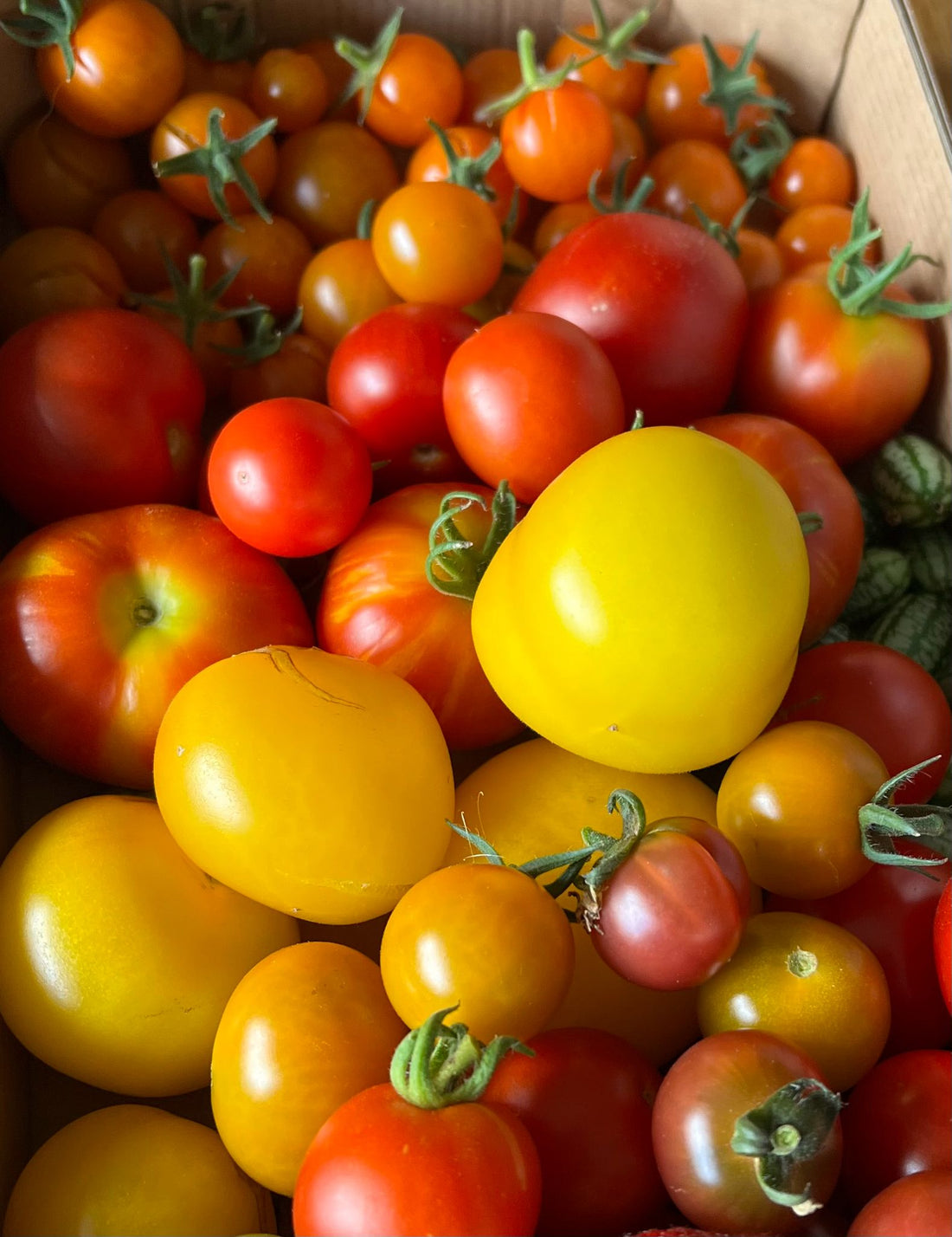 A box full of various tomato varieties