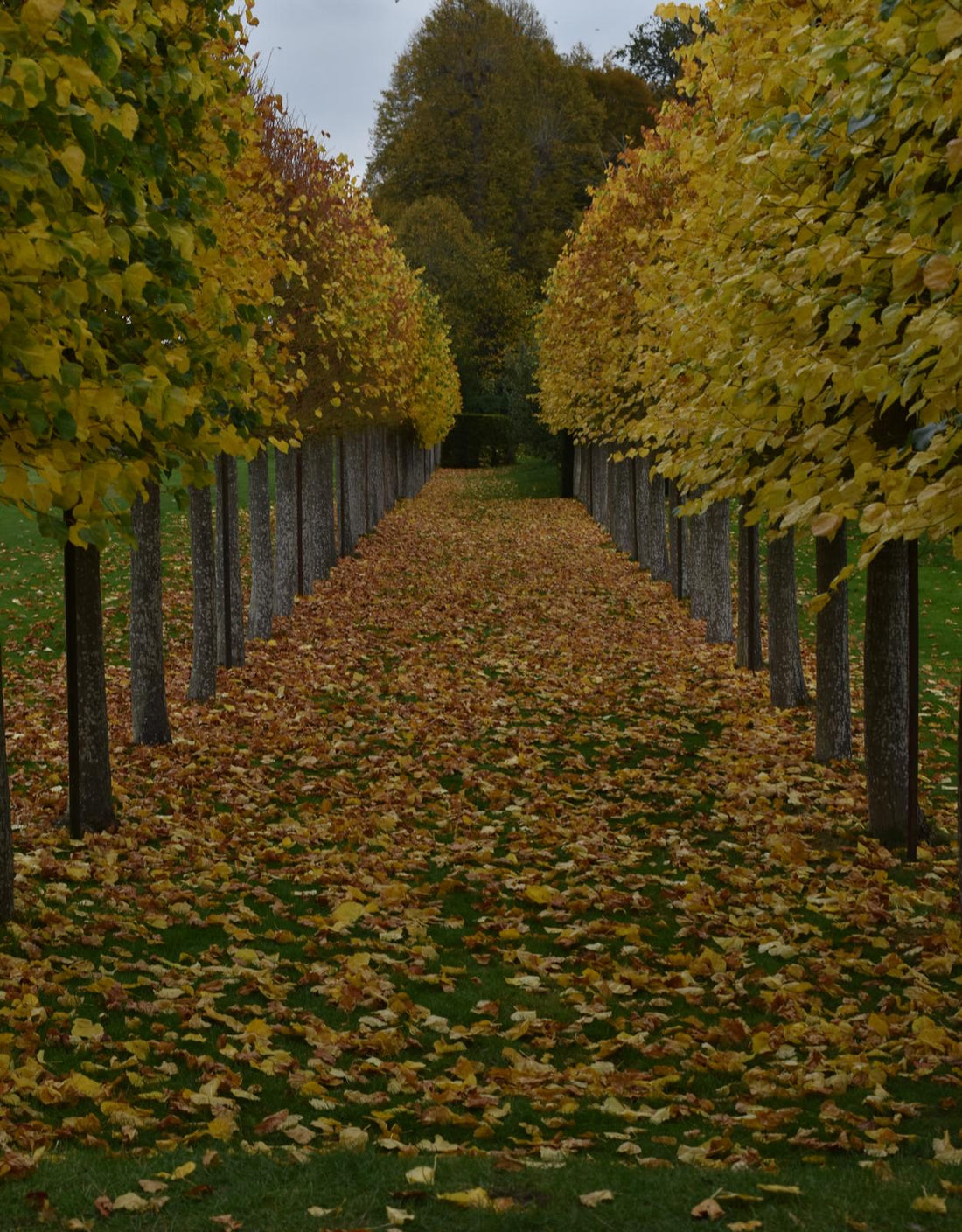 View down an avenue of golden leaved pleached limes and a carpet of fallen leaves