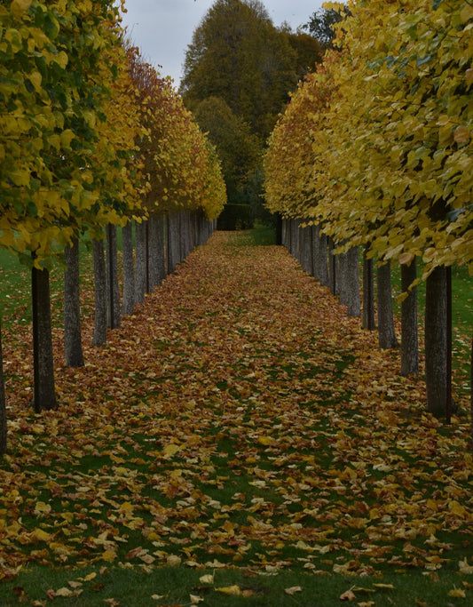 View down an avenue of golden leaved pleached limes and a carpet of fallen leaves