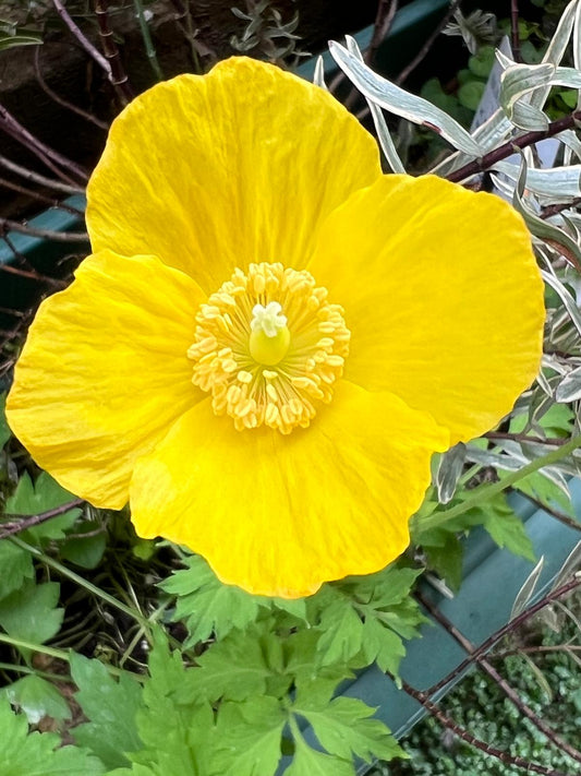 Yellow Welsh Poppy flower