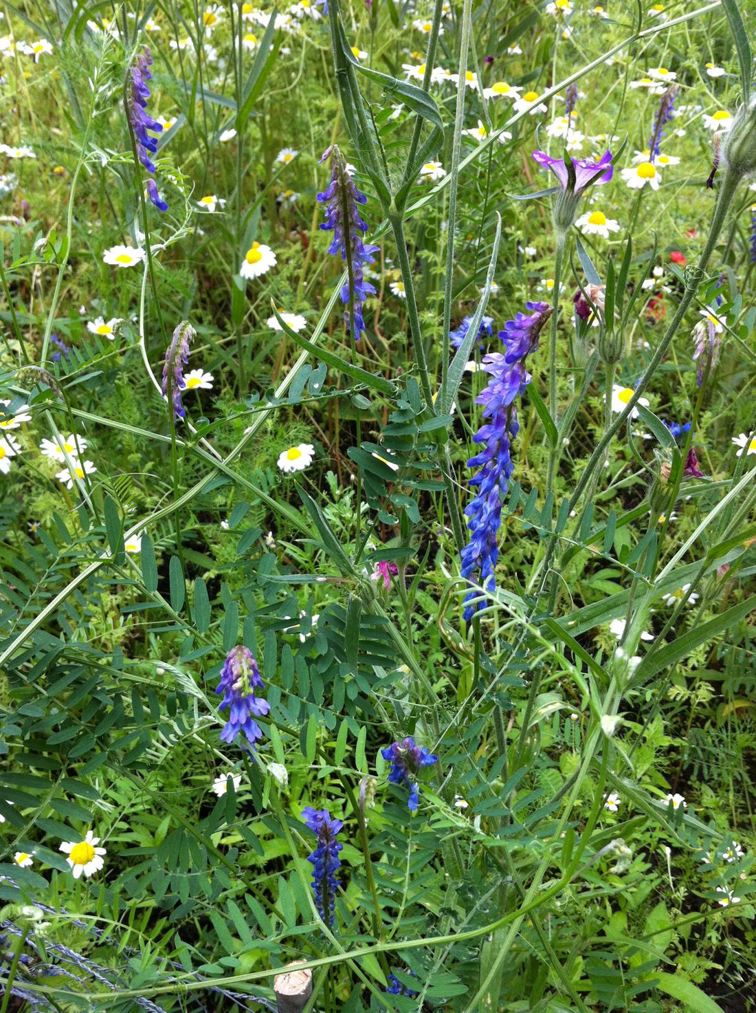 Mixed wildflower picture including vetch