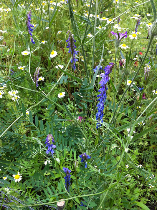 Mixed wildflower picture including vetch