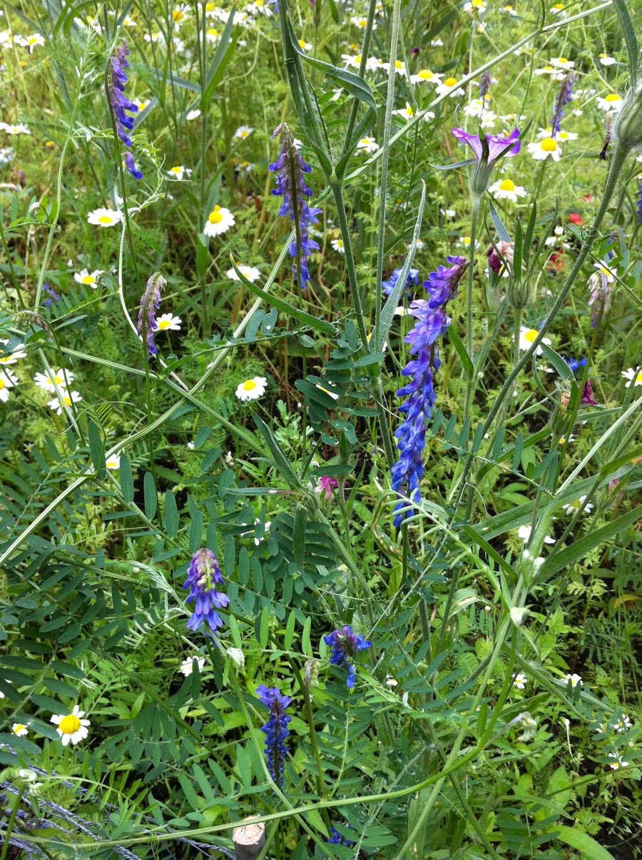 Mixed wildflower picture including vetch