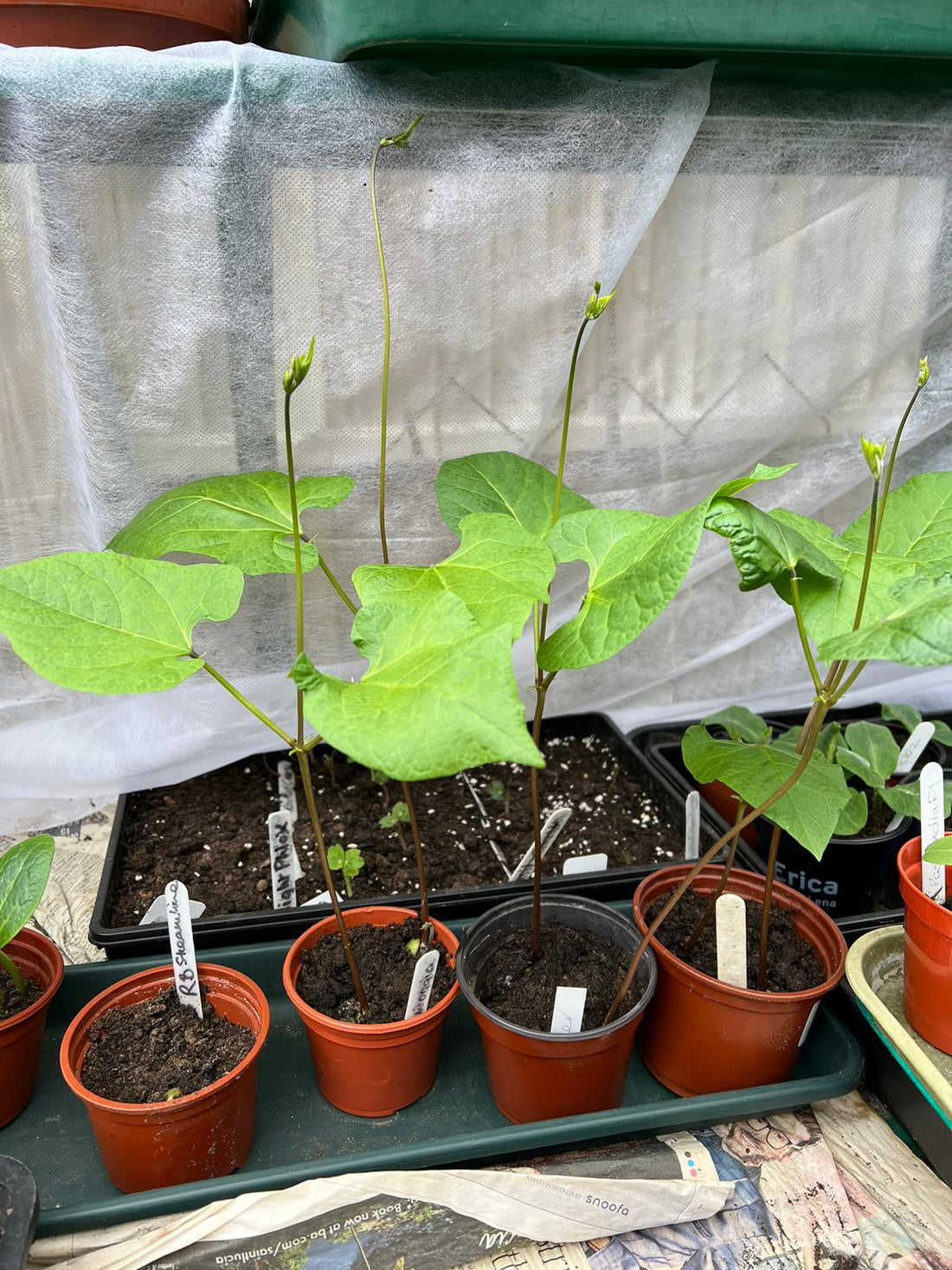 Growing Runner and French Beans