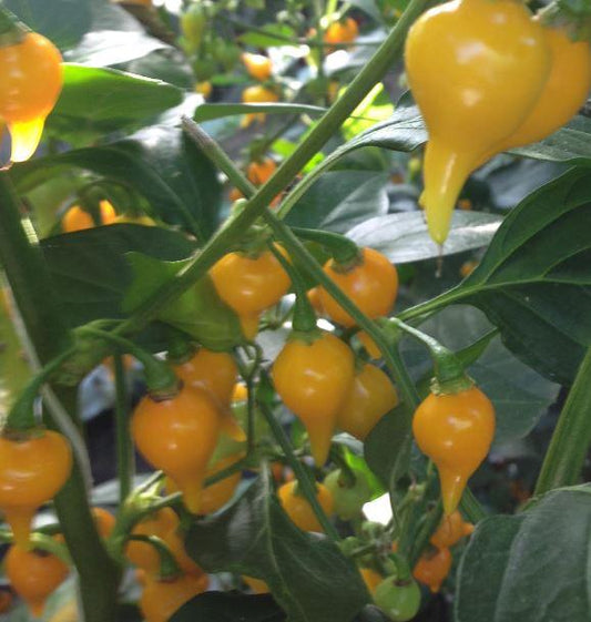 Biquinho yellow or "little beak" mild fruity chilli pepper