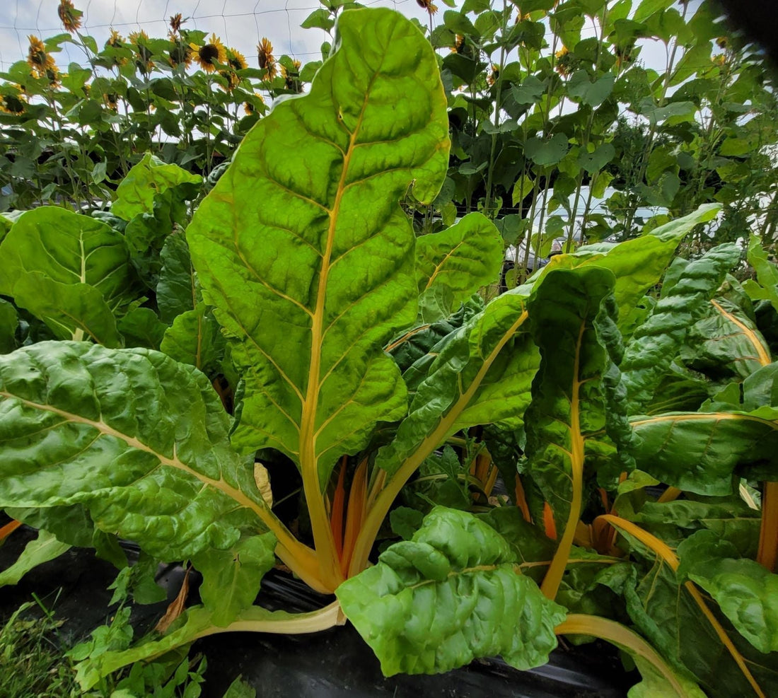 golden stem chard