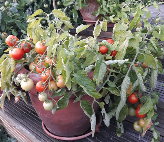 cherry tomatoes in a pot 