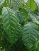 Arabica nana coffee plant