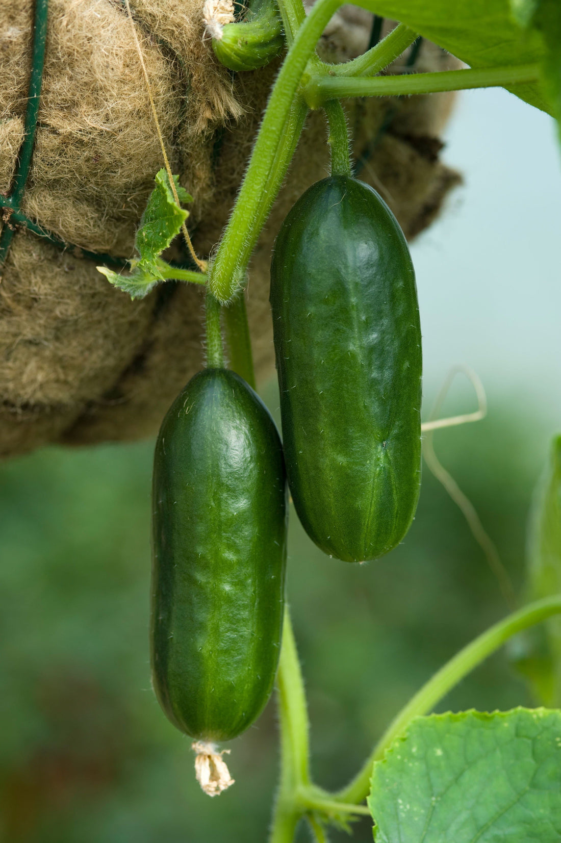 baby cucumber mini munch in hanging basket