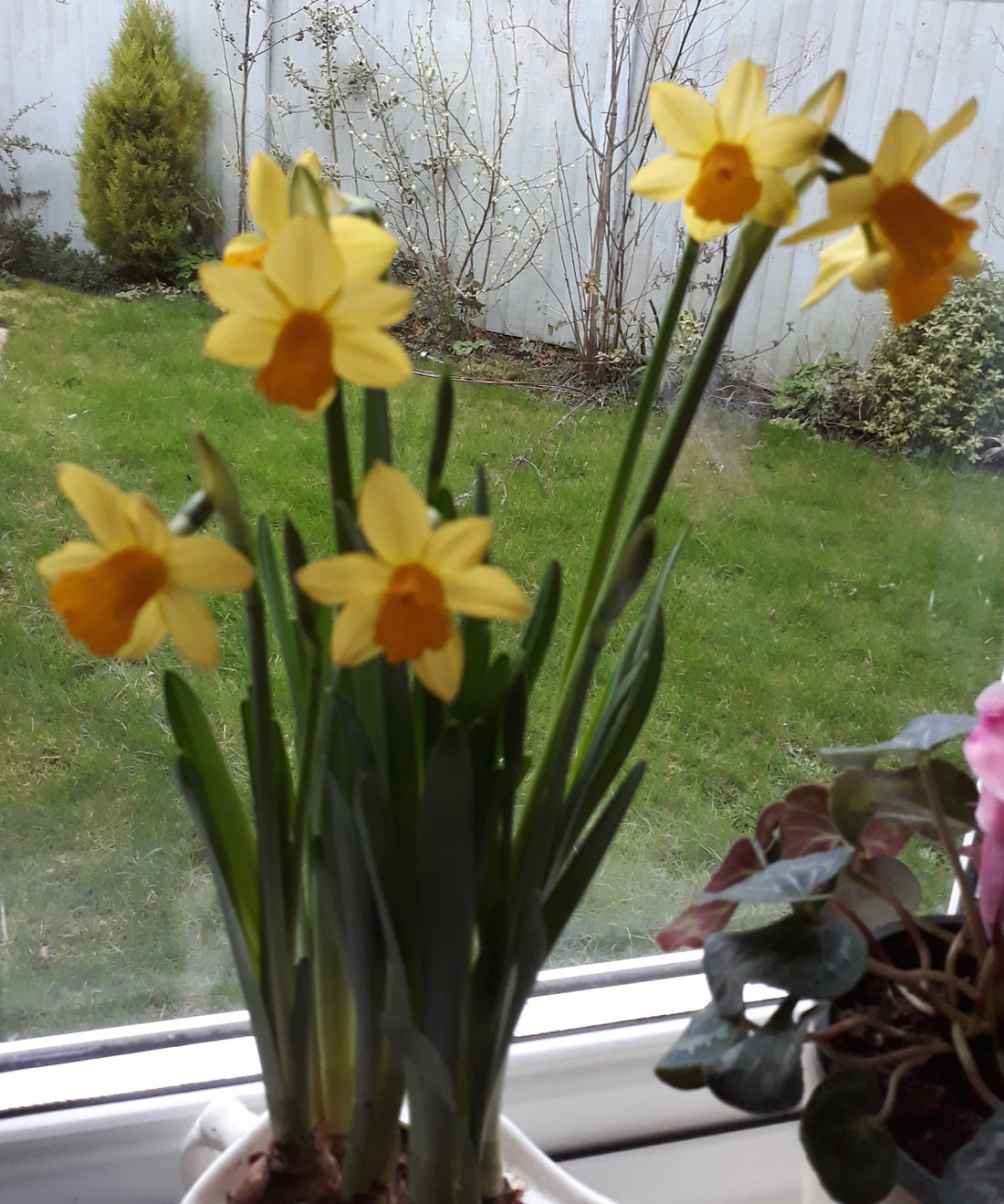 daffodils on windowsill, yellow petals with orange corona