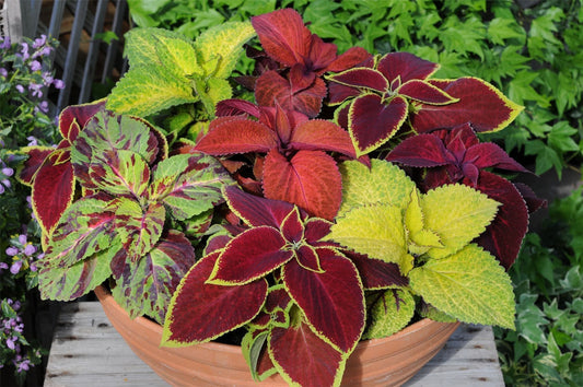 coleus merlin mix colourful combination 