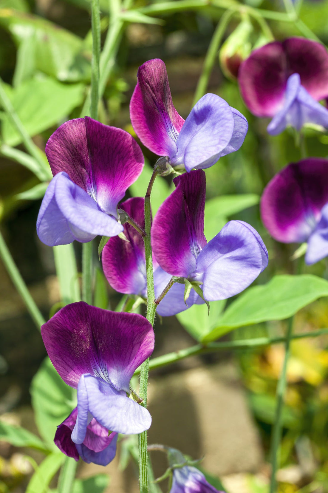 Why I Sow My Sweet Peas in October: Stronger Plants, Earlier Blooms & Longer Flowering