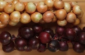 "Here's to October" - what seeds to keep sowing