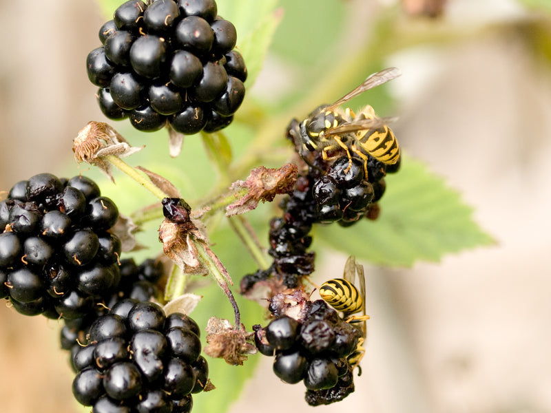ID 123535Wasps on blackberries 02 | Wasps © Simplyzel | Dreamstime.com