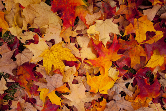 "October is the month of painted leaves."