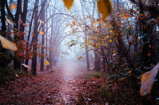 "Leaves in the November Dusk"...