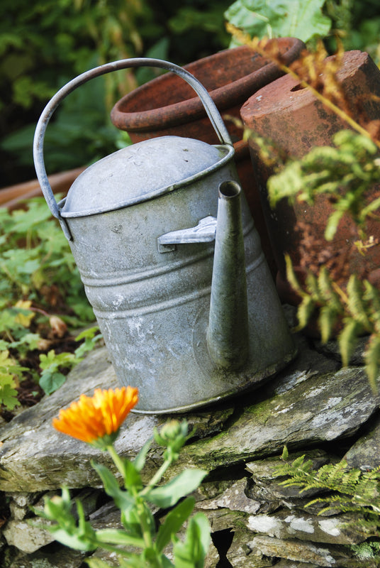 Give Plants a Good Soaking