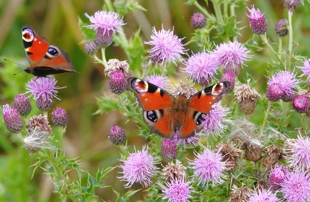 peacock butterfly on thistles ID 191342326 © Patrick Gosling | Dreamstime.com 