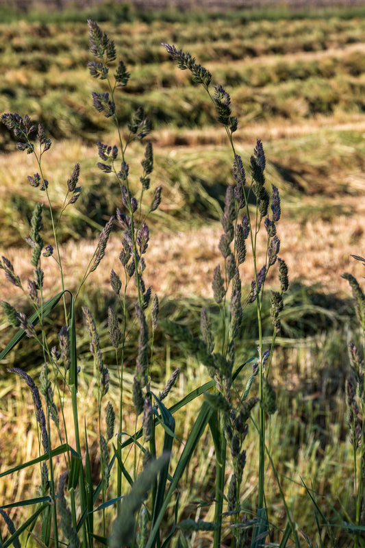 When to Cut Wildflower Meadows