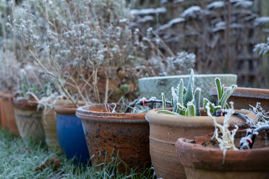 winter garden frosted terracotta pots