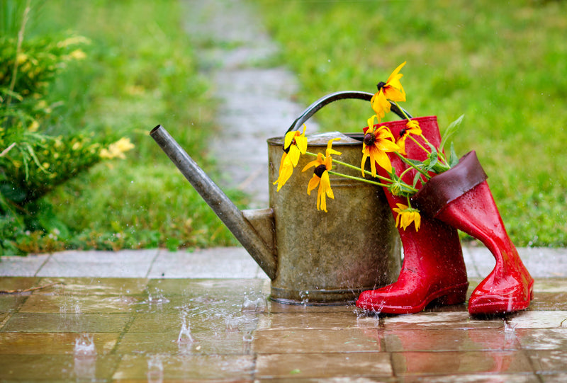 ID 27317601 | Rain by Zojakostina | Dreamstime.com 