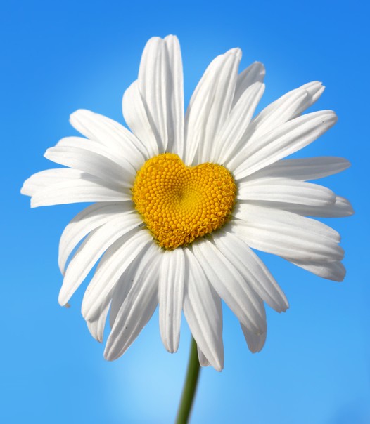 Daisy flower with heart shaped centre disk