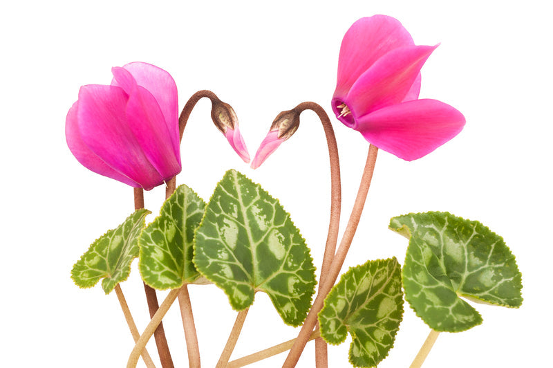 pink cyclamen Credit the author Crediting authors is rewarding. Please use the following credit line in your project:   ID 33968983 | Beauty © Alfio Scisetti | Dreamstime.com