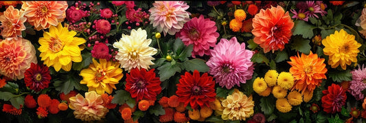 dahlia border ID 342353898 © Anatolii Savitskii | Dreamstime.com
