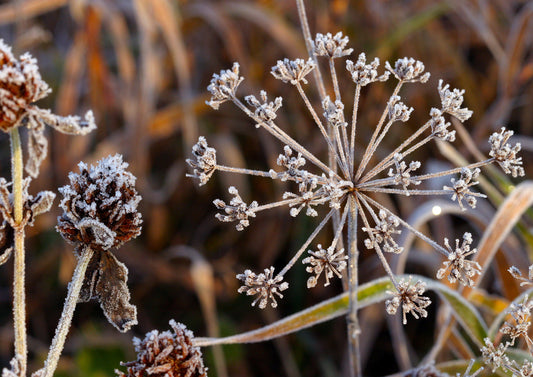 ID 36151293 | Frosty Garden © Vladimir Salman | Dreamstime.com