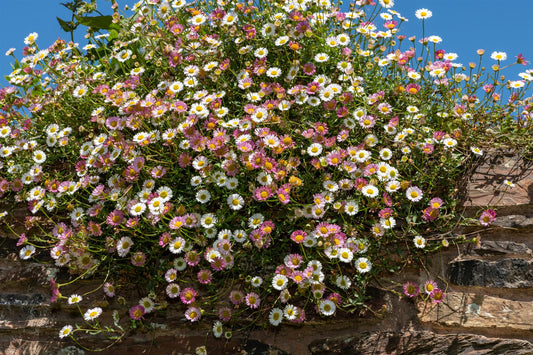 erigeron karvinskianus profusion