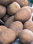 10 tubers Seed potato Carlingford. Whiye fleshed, waxy texture. Fast growing, harvest June to July