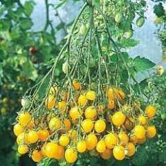 Truss of Ildi tomatoes grown in our greenhouse in North Wales, enjoyed by all the family, adults and children alike.