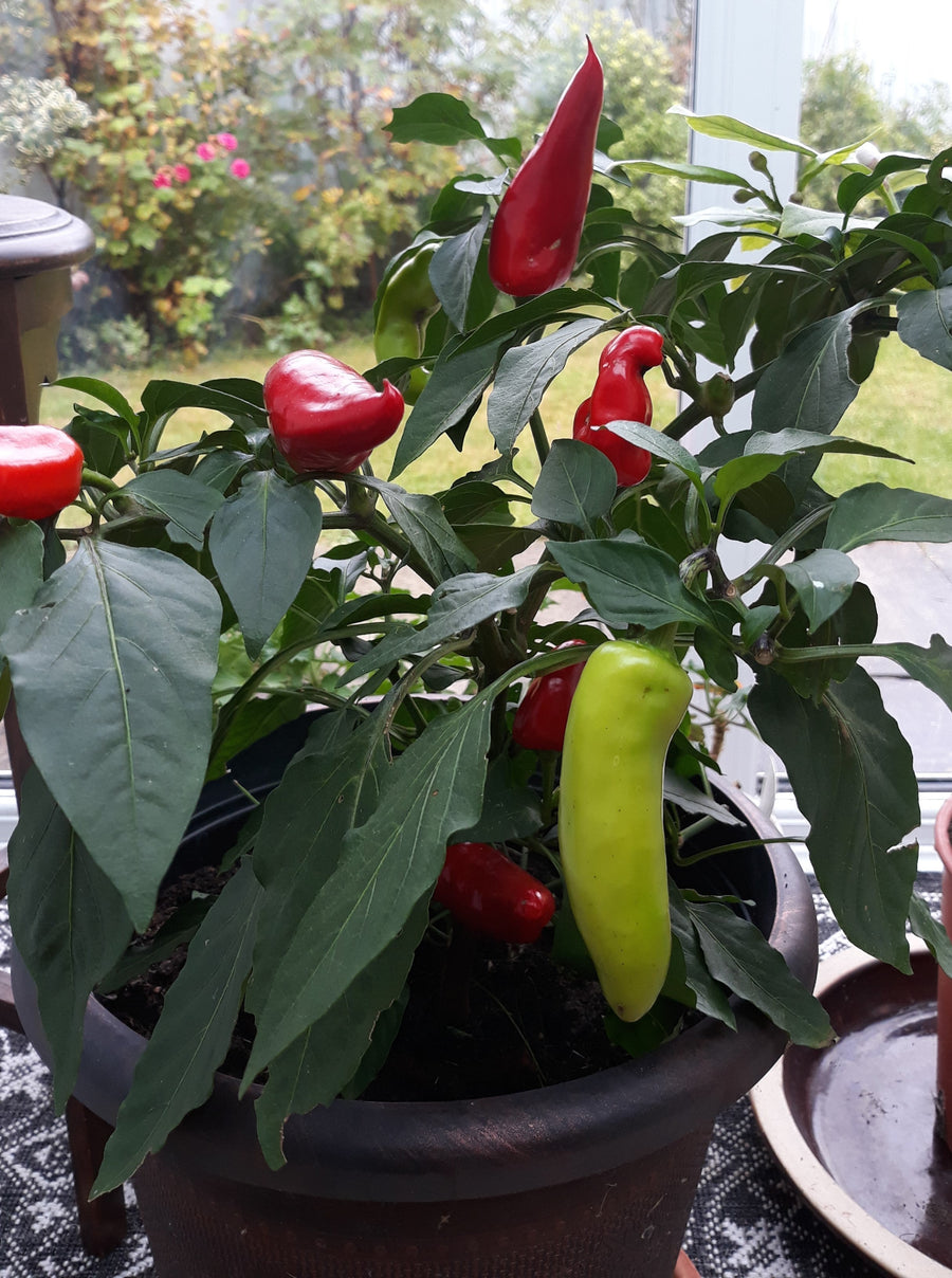 Growing in Small Spaces – Overwintering Herbs, Bulbs and More