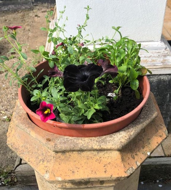 chimney pot planted up with dark purple petunia and other hanging  basket 