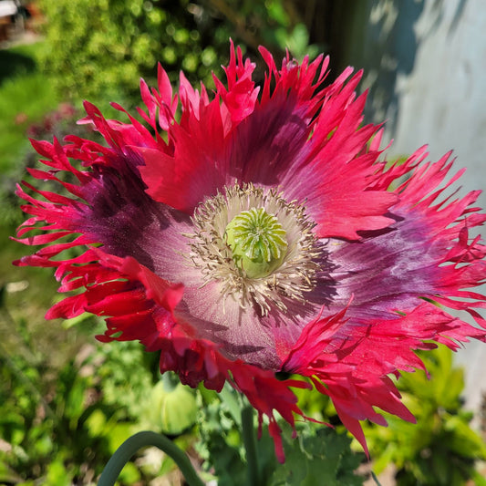 poppy papaver orientalis