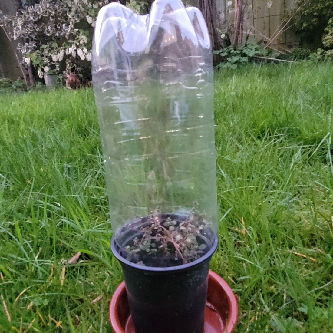 protecting seedlings 