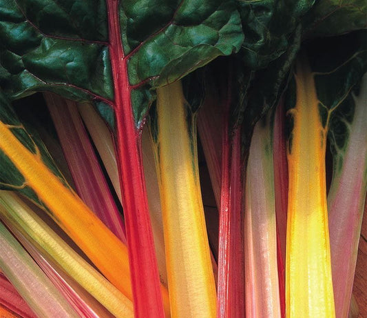 rainbow chard red, orange, yellow and pink stems, dark green leaves